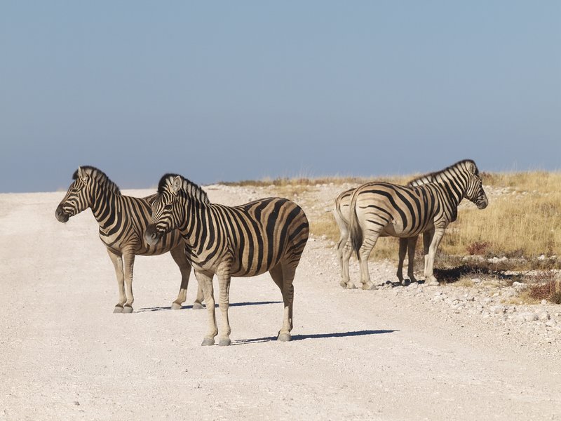 Etosha National Park, Zebra